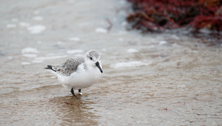 Les oiseaux du golfe